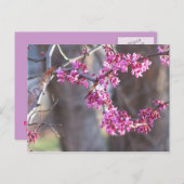 赤い芽 ポストカード (正面/裏面)