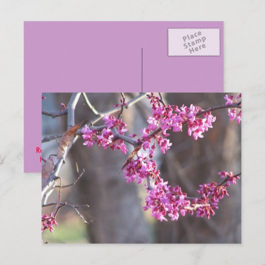 赤い芽 ポストカード (正面/裏面)