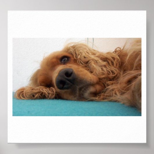 赤い英語コッカースパニエル犬2.png ポスター (正面)