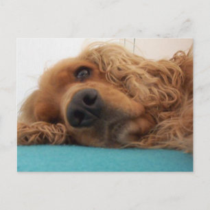 赤い英語コッカースパニエル犬2.png ポストカード