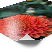 赤い菊 フォトプリント            (角)