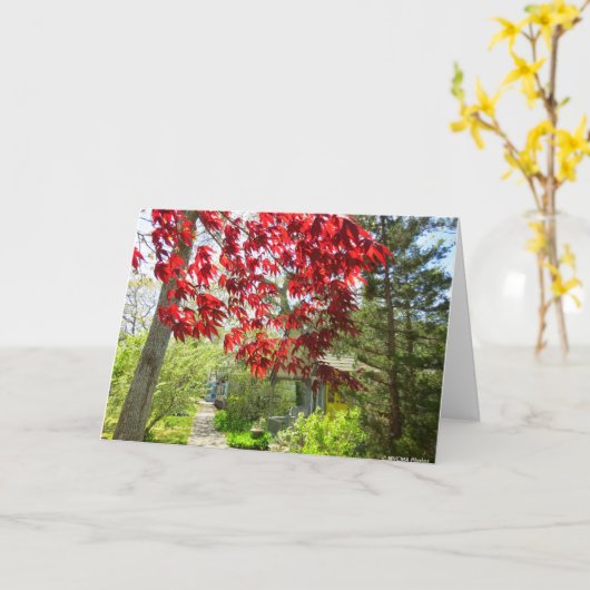 赤い葉と歩道 – Martha's Vineyard カード (黄色い花)
