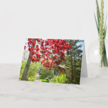 赤い葉と歩道 – Martha's Vineyard