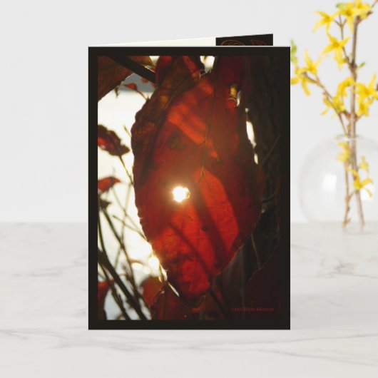 赤い葉を通した日曜日 カード (黄色い花)