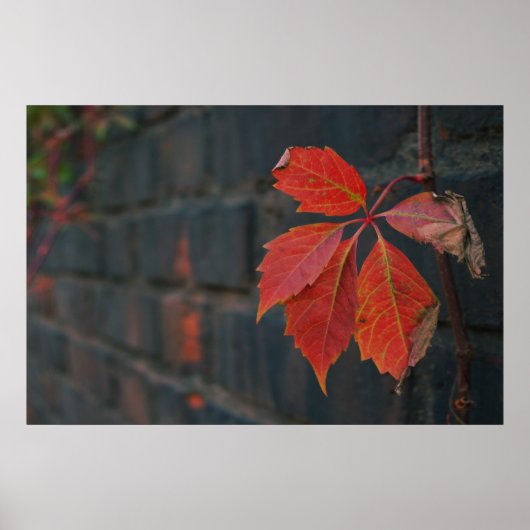 赤い葉ポスター ポスター (正面)