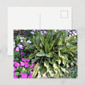 赤い葉脈のスイバ  ピンクのハナオサムライソウ 花園 ポストカード (正面/裏面)