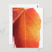 赤い葉 ポストカード (正面/裏面)