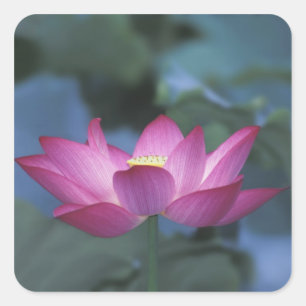赤い蓮の花と緑の葉のクローズアップ、 スクエアシール