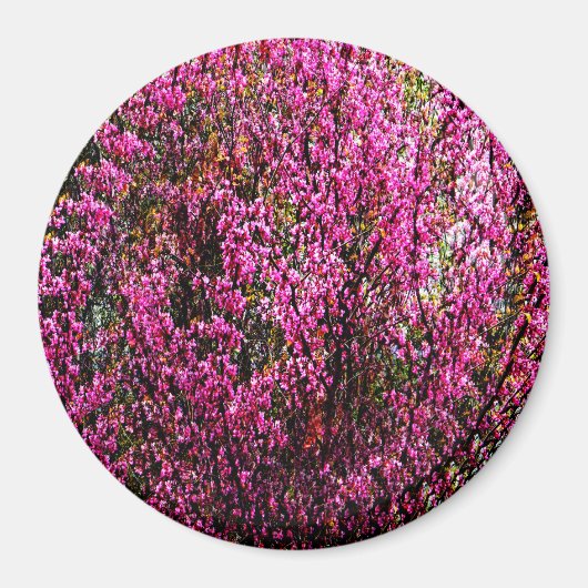 赤い蕾の花…... マグネット (正面)