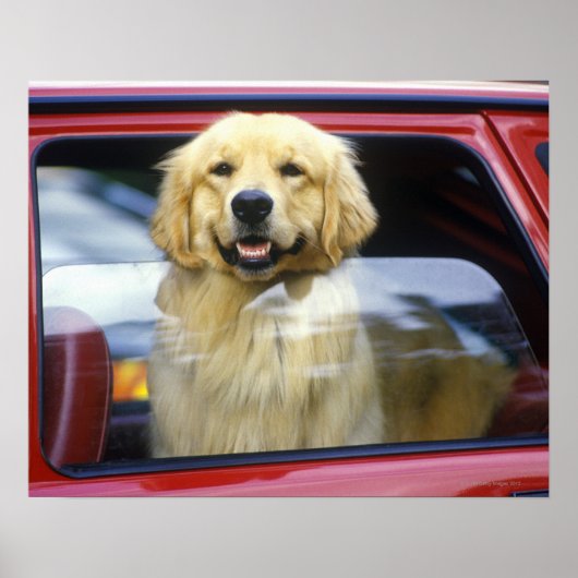 赤い車の窓の中の犬 ポスター (正面)