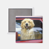 赤い車の窓の中の犬 マグネット (正面/裏面)