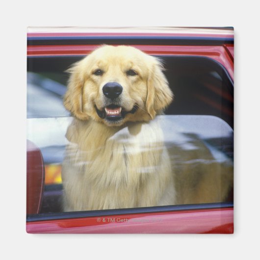 赤い車の窓の中の犬 マグネット (正面)