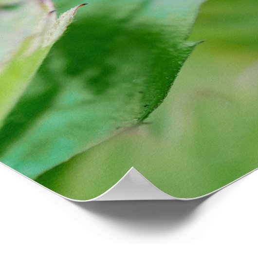 赤い野生のイチゴはまだ成長する庭の写真 ポスター (角)