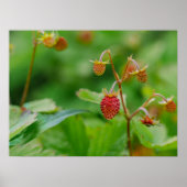 赤い野生のイチゴはまだ成長する庭の写真 ポスター (正面)