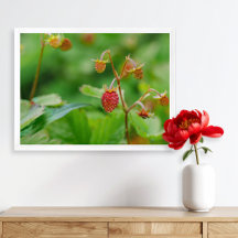 赤い野生のイチゴはまだ成長する庭の写真