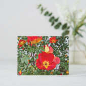 赤い野生のバラ花オリジナル写真 シーズンポストカード (スタンド正面)