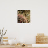 赤い釣り針バレルサボテン – 光沢プリント23x23 ポスター (キッチン)