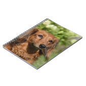 赤い長い髪のミニチュアダックスフント ノートブック (左側)