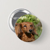 赤い長い髪のミニチュアダックスフント 缶バッジ (正面&裏面)