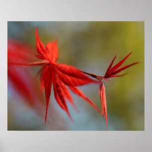 "赤い開花"、カエデの葉 ポスター