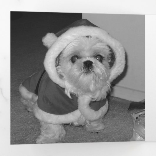 赤い雪モダン片素朴フェスティバル3写真 三つ折りクリスマスカード (内部最初)