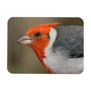 赤い頂点に達された(鳥)ショウジョウコウカンチョウ マグネット