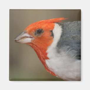 赤い頂点に達された(鳥)ショウジョウコウカンチョウ マグネット