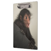 赤い顔のスパイダーモンキーアテルパンスカス) クリップボード (左)