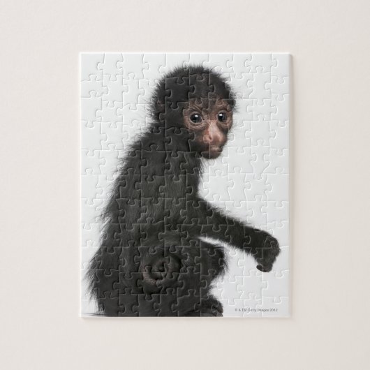 赤い顔のスパイダーモンキー – Ateles paniscus (3) ジグソーパズル (縦)