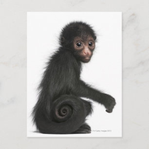 赤い顔のスパイダーモンキー – Ateles paniscus (3) ポストカード