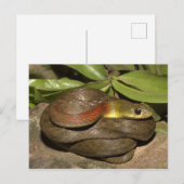 赤い首のケールバック ポストカード (正面/裏面)