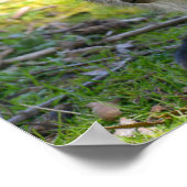 赤い首のワラビーとそのジョイ葉書 ポスター (角)