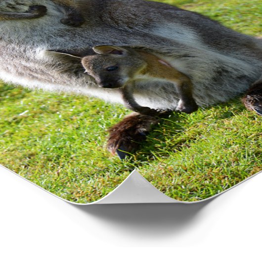 赤い首のワラビーとそのジョーイ ポスター (角)