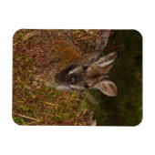 赤い首のワラビー マグネット (横)