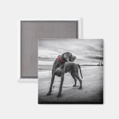 赤い首輪の白黒のビーチの犬の写真 マグネット (正面/裏面)