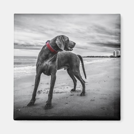 赤い首輪の白黒のビーチの犬の写真 マグネット (正面)