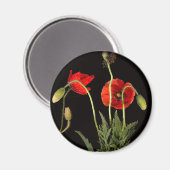 赤い鮮やかケシが黒に マグネット (正面/裏面)