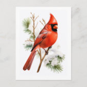 赤い鮮やか（鳥）ショウジョウコウカンチョウの冬 – Bird Greeting Car ポストカード (正面)