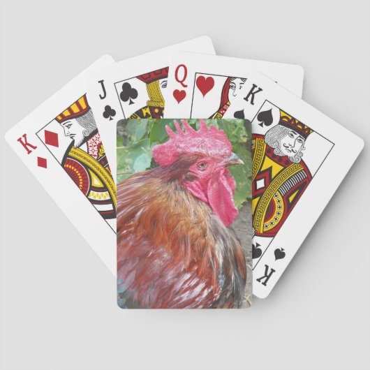 赤い鶏の写真 トランプ (裏面)