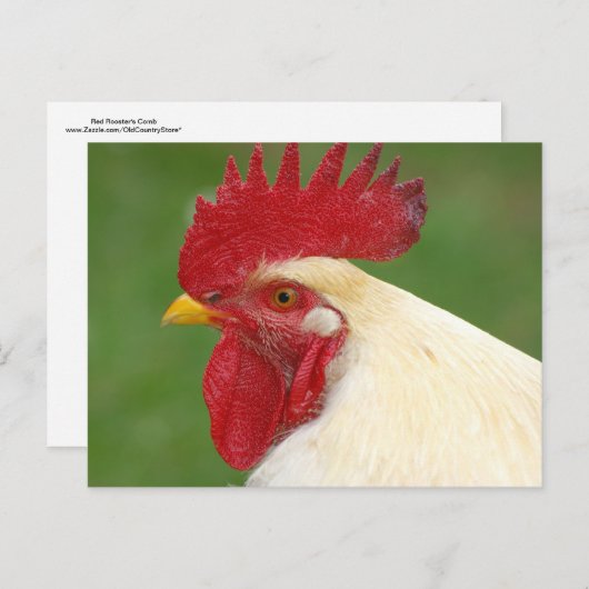 赤い鶏の櫛の国の鶏のギフト ポストカード (正面/裏面)