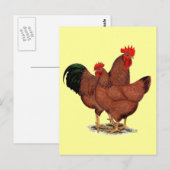 赤い鶏の生産 ポストカード (正面/裏面)