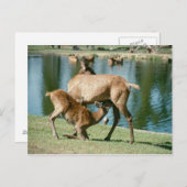 赤い鹿が子孫を看病 ポストカード (正面/裏面)