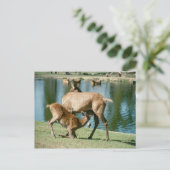 赤い鹿が子孫を看病 ポストカード (スタンド正面)