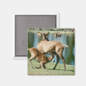 赤い鹿が子孫を看病 マグネット (正面/裏面)