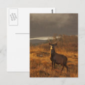 赤い鹿のポストカード ポストカード (正面/裏面)