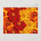 赤い黄色とオレンジのマリゴールドのメドレー ポストカード (正面)