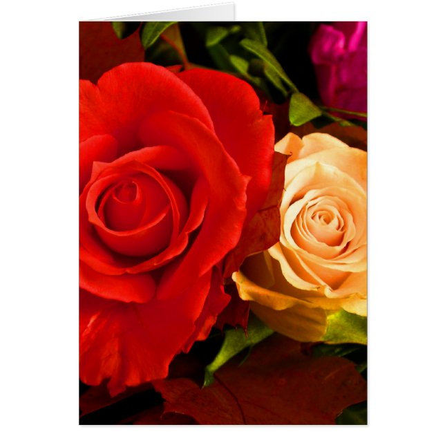 赤い黄色のバラ (正面)