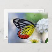 赤い黄色の蝶ジゼベ絵を描ル ポストカード (正面/裏面)