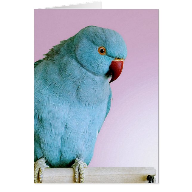 赤い鼻を持つ青いインドのリングのネックのインコ (正面)