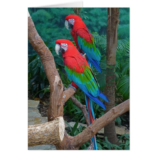 赤い2および緑の飛んだコンゴウインコのAra Chloropterus (正面)